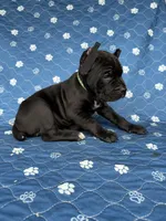 Black girl green collar , a female Cane Corso for sale in Lula, GA – 1 of 5