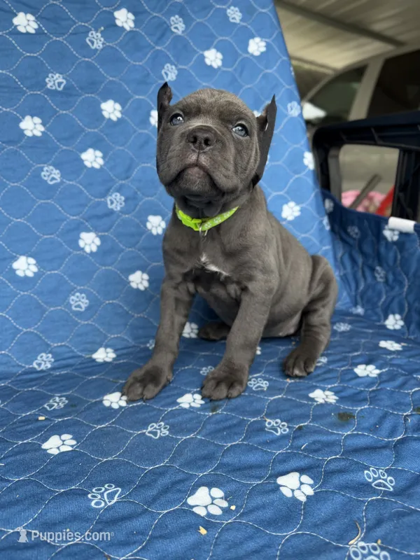 Blue female green collar  – Cane Corso puppy for sale in Lula, GA