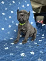 Blue female green collar , a female Cane Corso for sale in Lula, GA – 1 of 5