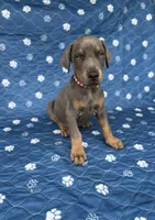 Blue male red collar , a male Doberman Pinscher for sale in Lula, GA – 3 of 6