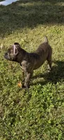 Brindle boy, a male Cane Corso for sale in Lula, GA – 9 of 9