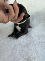 Brindle male teal collar , a male Cane Corso for sale in Lula, GA – 2 of 5
