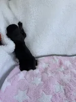 Black female , a female Doberman Pinscher for sale in Lula, GA – 3 of 3