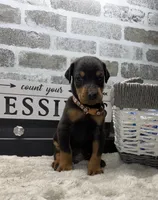 Black male brown collar , a male Doberman Pinscher for sale in Lula, GA – 3 of 4