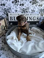 Red female pink collar , a female Doberman Pinscher for sale in Lula, GA – 7 of 9