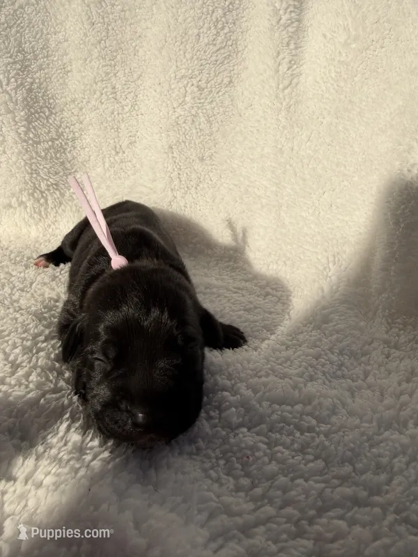 Black female pink collar  – Cane Corso puppy for sale in Lula, GA