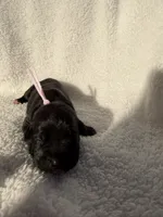 Black female pink collar , a female Cane Corso for sale in Lula, GA – 1 of 4