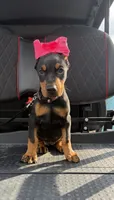 Black female leopard  collar , a female Doberman Pinscher for sale in Lula, GA – 4 of 6