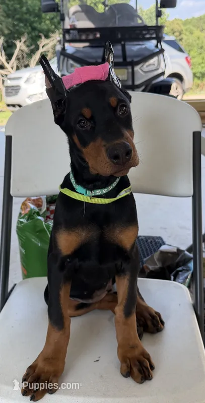 Teal collar girl – Doberman Pinscher puppy for sale in Lula, GA