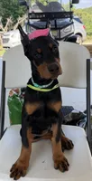 Teal collar girl, a female Doberman Pinscher for sale in Lula, GA – 1 of 6