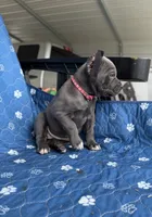 Blue girl pink collar , a female Cane Corso for sale in Lula, GA – 4 of 5