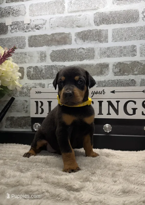 Black female yellow collar  – Doberman Pinscher puppy for sale in Lula, GA