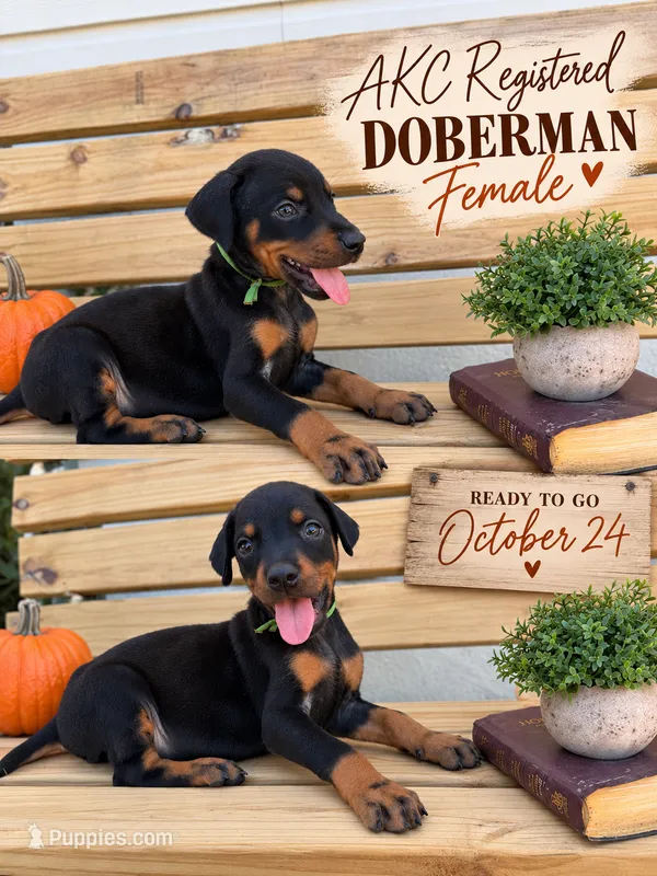 Black female green collar  – Doberman Pinscher puppy for sale in Lula, GA