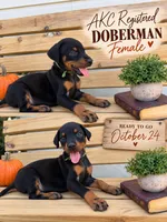Black female green collar , a female Doberman Pinscher for sale in Lula, GA – 1 of 1