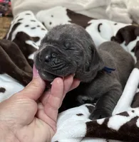 Boy dark blue collar, a male Cane Corso for sale in Lula, GA – Photo 5 of 8