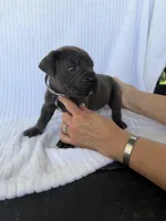 Boy dark gray collar, a male Cane Corso for sale in Lula, GA – Photo 4 of 6