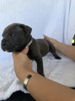 Boy dark gray collar, a male Cane Corso for sale in Lula, GA – Photo 2 of 6