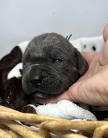 Boy dark blue collar, a male Cane Corso for sale in Lula, GA – Photo 2 of 8