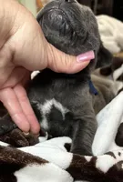 Boy dark blue collar, a male Cane Corso for sale in Lula, GA – Photo 4 of 8