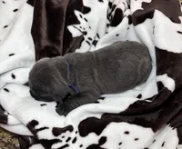 Boy dark blue collar, a male Cane Corso for sale in Lula, GA – Photo 6 of 8