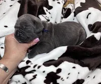 Boy dark blue collar, a male Cane Corso for sale in Lula, GA – Photo 1 of 8