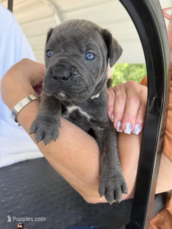 Boy dark gray collar – Cane Corso puppy for sale in Lula, GA
