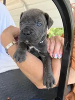 Boy dark gray collar, a male Cane Corso for sale in Lula, GA – Photo 1 of 6