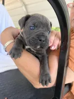 Boy dark gray collar, a male Cane Corso for sale in Lula, GA – Photo 3 of 6