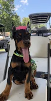 Teal collar girl, a female Doberman Pinscher for sale in Lula, GA – 3 of 6