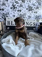 Red female pink collar , a female Doberman Pinscher for sale in Lula, GA – 3 of 9