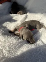 Blue male red collar , a male Doberman Pinscher for sale in Lula, GA – 2 of 4