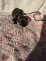 Blue female pink collar, a female Cane Corso for sale in Lula, GA – 1 of 3