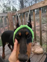 Penny, a female Doberman Pinscher for sale in Lula, GA – Photo 1 of 5