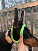 Penny, a female Doberman Pinscher for sale in Lula, GA – Photo 3 of 5