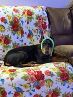 Penny, a female Doberman Pinscher for sale in Lula, GA – Photo 4 of 5