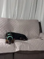 Penny, a female Doberman Pinscher for sale in Lula, GA – Photo 2 of 5