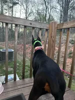 Penny, a female Doberman Pinscher for sale in Lula, GA – Photo 5 of 5