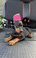 Black female pink collar , a female Doberman Pinscher for sale in Lula, GA – 5 of 5