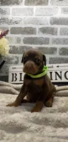 Red female. Green collar , a female Doberman Pinscher for sale in Lula, GA – 1 of 3