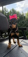 Black female leopard  collar , a female Doberman Pinscher for sale in Lula, GA – 3 of 6