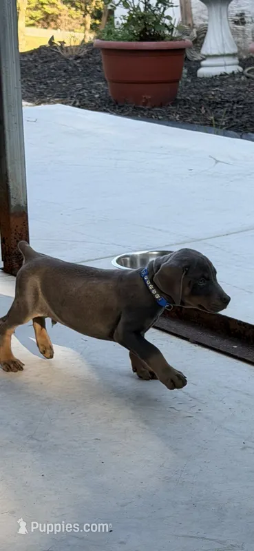 Blue male  – Doberman Pinscher puppy for sale in Lula, GA