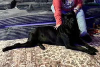 Brindle boy, a male Cane Corso for sale in Lula, GA – 5 of 7