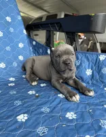 Blue girl pink collar , a female Cane Corso for sale in Lula, GA – 2 of 5