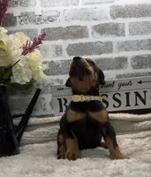 Black male tan collar , a male Doberman Pinscher for sale in Lula, GA – 2 of 4