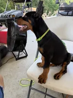 Lime green collar , a female Doberman Pinscher for sale in Lula, GA – 3 of 5