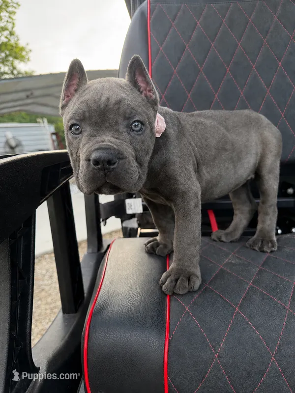 Blue Female – Cane Corso puppy for sale in Lula, GA