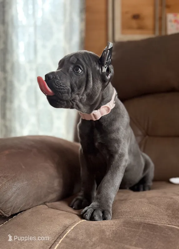 Blue Female – Cane Corso puppy for sale in Lula, GA