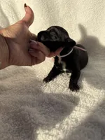Black female pink collar , a female Cane Corso for sale in Lula, GA – 2 of 4