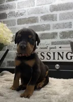 Black male brown collar , a male Doberman Pinscher for sale in Lula, GA – 2 of 4