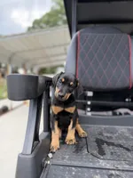 Black Female, a female Doberman Pinscher for sale in Lula, GA – 3 of 4